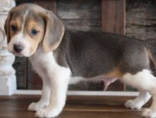 Beagle Puppies (11 weeks OLD ) for sale Image eClassifieds4u 1
