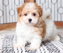 Beautiful Havanese puppies. Image eClassifieds4u 2