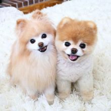 Ckc Pomeranian Puppies For Adoption Image eClassifieds4U