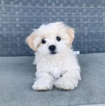 Cute Maltese Puppy for adoption Email us ( dylanmilton225@gmail.com ) Image eClassifieds4u 1
