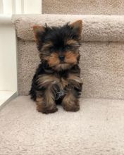 Healthy Yorkie Puppies Available❤️ ❤️ Delivery Possible ✔✔ Image eClassifieds4U