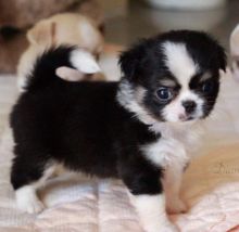 Remarkable Ckc ?? Diamond glory kennel Puppies ?? Image eClassifieds4u 2