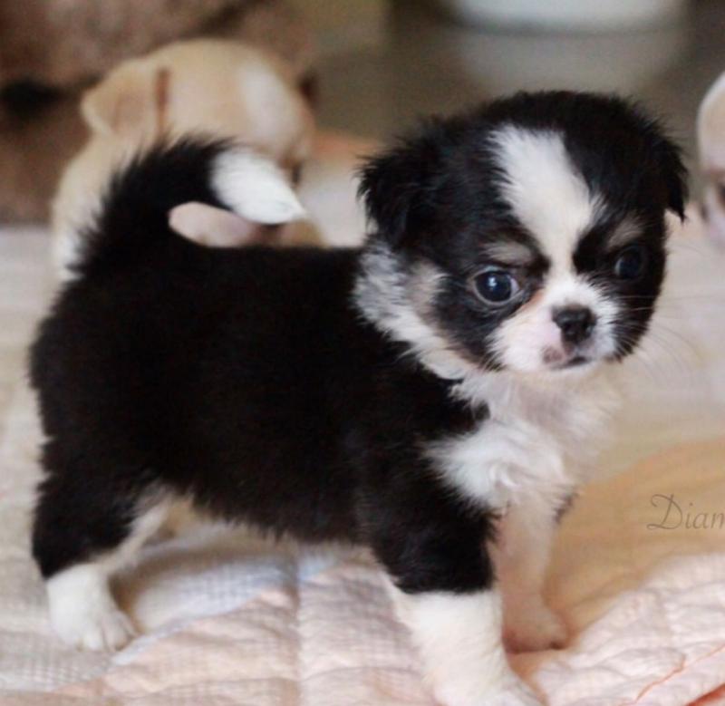 Remarkable Ckc ?? Diamond glory kennel Puppies ?? Image eClassifieds4u