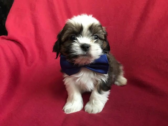 Shih tzu puppies for adoption{adorable and fun to be with.at[lindsayurbin@gmail.com] Image eClassifieds4u