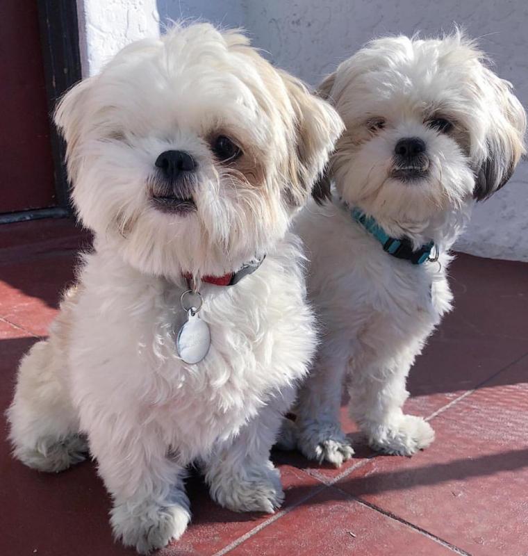 Teacup Shih Tzu Puppies for Rehoming. Image eClassifieds4u