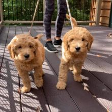 Adorable Goldendoodle