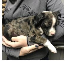 Astounding Ckc Boxer Puppies Available