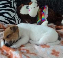 Enchanting Ckc Jack Russel Puppies Available