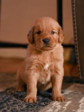 Fantastic Ckc Golden Retrievers Puppies Available