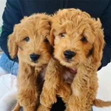 Healthy Goldendoodle