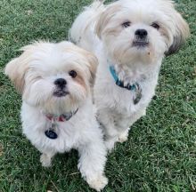 Remarkable Ckc Shih Tzu Puppies Available