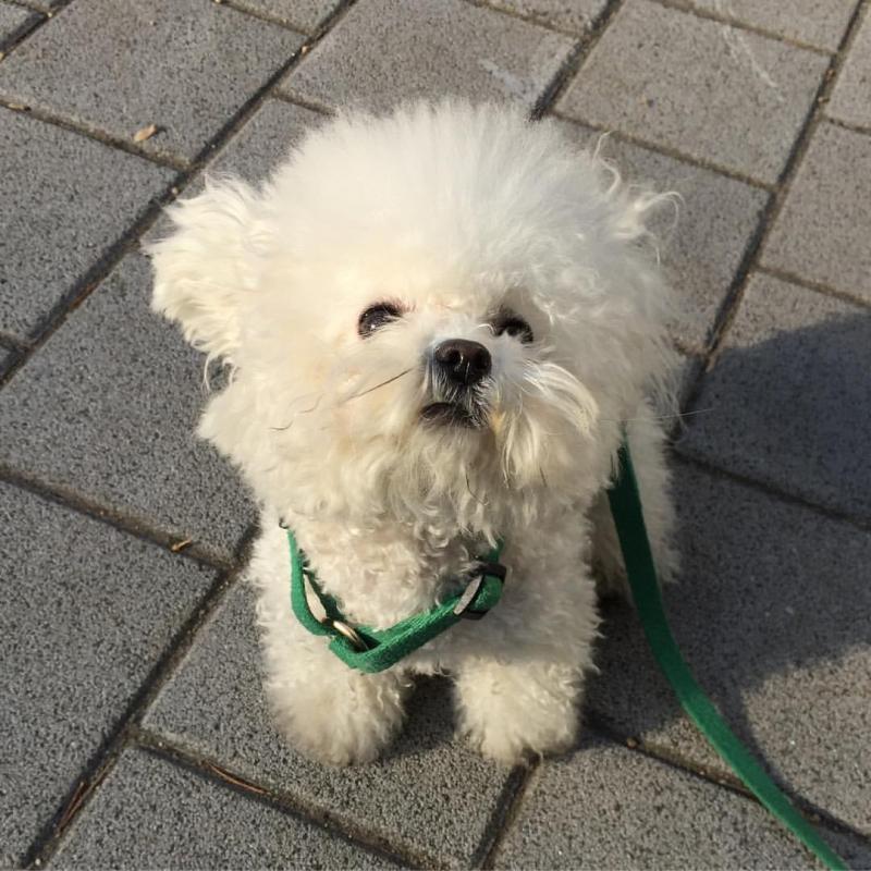 Astounding Ckc Bichon Frise Puppies Available Image eClassifieds4u