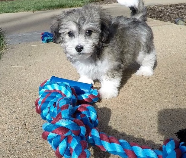 Astounding Ckc Havanese Puppies Available Image eClassifieds4u
