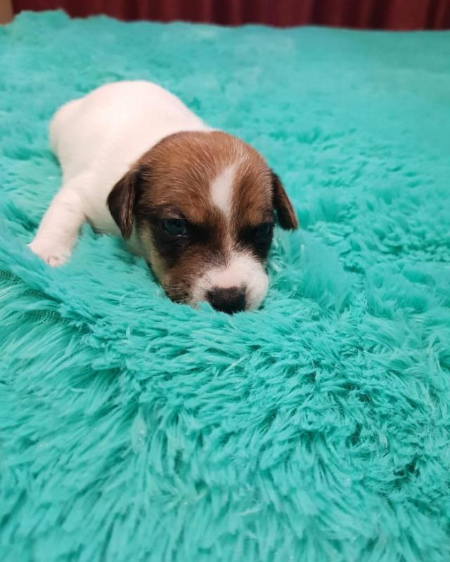Enchanting Ckc Jack Russel Puppies Available Image eClassifieds4u