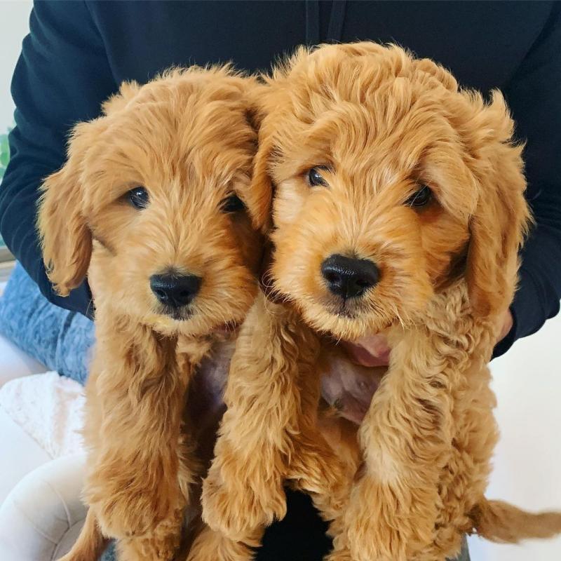 Healthy Goldendoodle Image eClassifieds4u