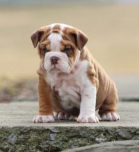 🟥🍁🟥 CANADIAN MALE AND FEMALE ENGLISH BULLDOG PUPPIES AVAILABLE Image eClassifieds4U