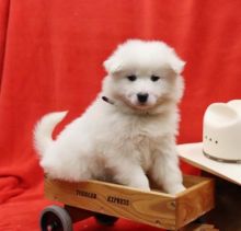 🟥🍁🟥 CANADIAN MALE AND FEMALE SAMOYED PUPPIES AVAILABLE Image eClassifieds4U