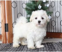 Gorgeous Ckc Maltese Puppies Available Image eClassifieds4u 2
