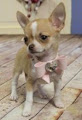 Beautiful Chihuahua Puppies available for a new home.[lindsayurbin@gmail.com]