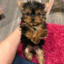 Gorgeous Tiny Yorkie Puppies For Sale..(604) 265-8412