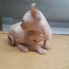 Hairless Sphynx Kittens for Adoption (604) 265-8412