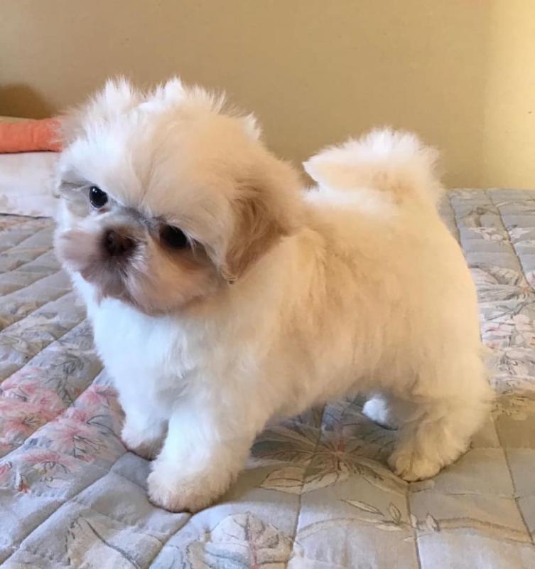 Beautiful Shih Tzu Puppies available for a new home.[lindsayurbin@gmail.com] Image eClassifieds4u
