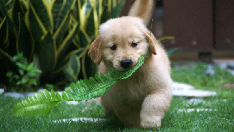 Golden Retriever Puppies Available(604) 265-8412 Image eClassifieds4u