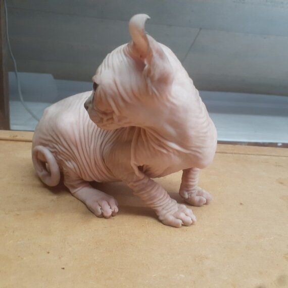 Hairless Sphynx Kittens for Adoption (604) 265-8412 Image eClassifieds4u