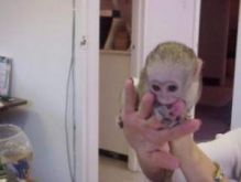 CAPUCHIN MONKEYS AVAILABLE FOR ADOPTION (604) 265-8412 Image eClassifieds4U