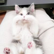 orphan british short hair 8 weeks old Image eClassifieds4u 2