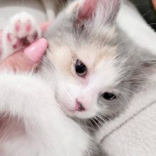 orphan british short hair 8 weeks old Image eClassifieds4u 3