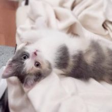 orphan british short hair 8 weeks old Image eClassifieds4u 1