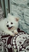 Two beautiful Pomeranian Puppies..(604) 265-8412 Image eClassifieds4U