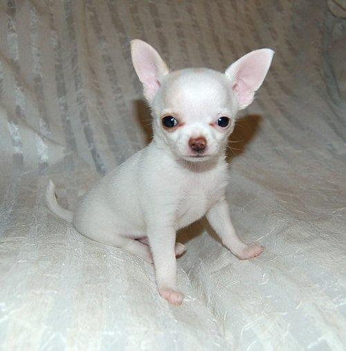 Male and Female Chihuahua Puppies....(604) 265-8412 Image eClassifieds4u