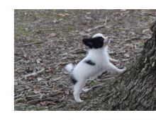 Amazing Papillon puppies.