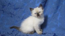 Beautiful Munchkin kittens.