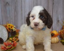 Portuguese water dog awaiting new homes
