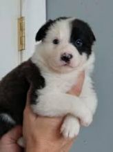 There are male and female Border Collie pups