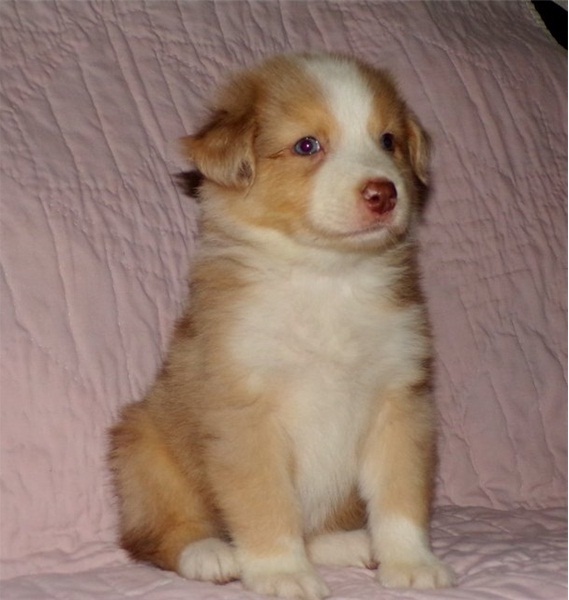 Australian Shepherd Puppies. Image eClassifieds4u