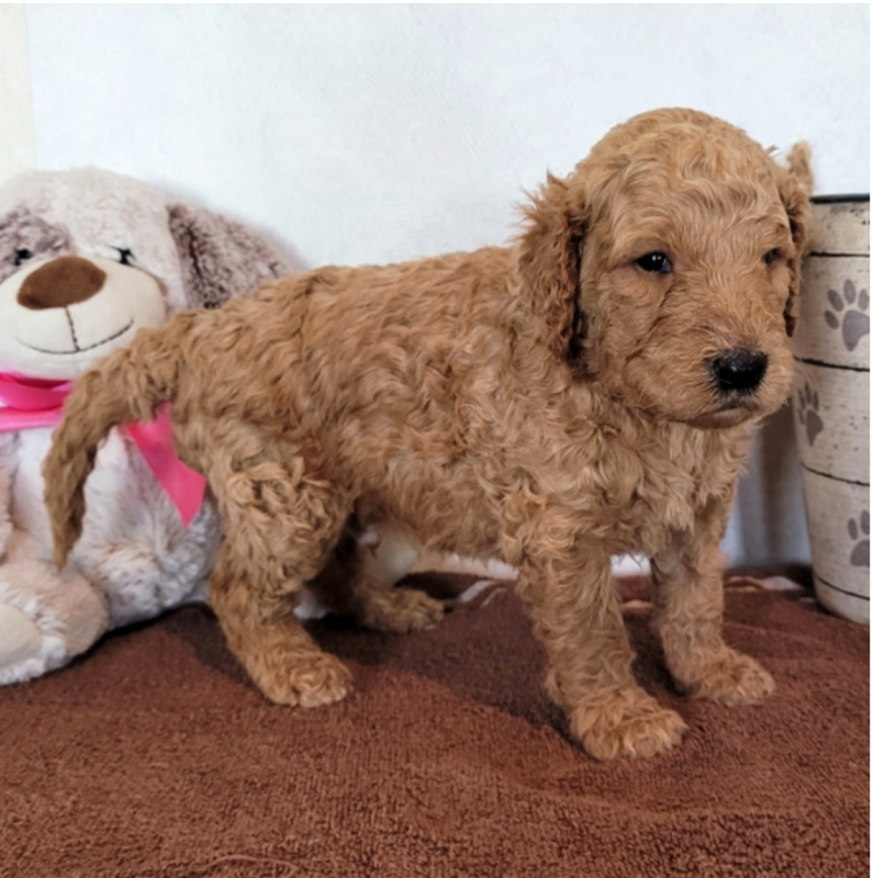 Goldendoodle puppies available (ryan4snoopy@gmail.com) Image eClassifieds4u
