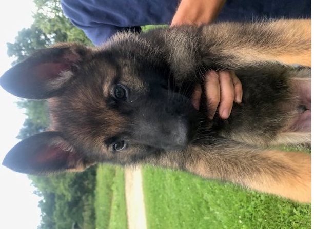 Home raised Belgian malinois puppies Image eClassifieds4u