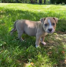 American bully male and female pups available for re homing Image eClassifieds4u 2
