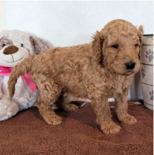 Goldendoodle puppies available (ryan4snoopy@gmail.com) Image eClassifieds4u 2