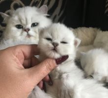 Adorable Persian Kittens for Adoption - 3 Months Old (604) 265-8412