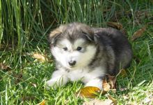 Awesome Alaskan Malamute Puppies For Sale (604) 265-8412