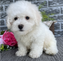 Bichon Frise puppies available