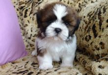 CUTE SHIH TZU PUPPIES READY FOR YOUR HOMES (604) 265-8412