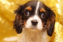 Excellent Cavalier King Charles Spaniel puppy for adoption (604) 265-8412