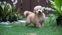 Golden Retriever.(604) 265-8412