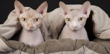 Hairless Sphynx Kittens for Adoption (604) 265-8412